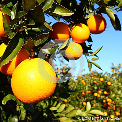 Florida Orange Groves Landscape Stock Photo