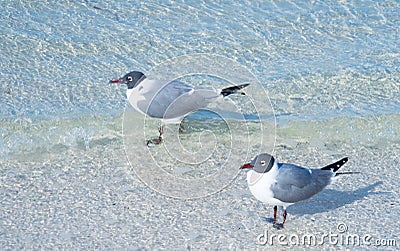 Bird resting Stock Photo