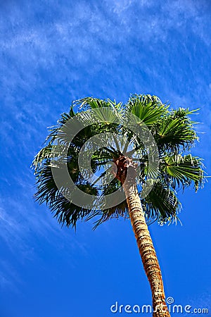 Florida palm tree Stock Photo