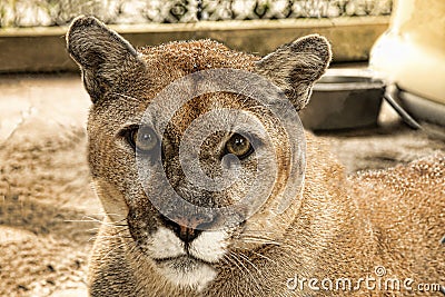 Florida Panther Stock Photo