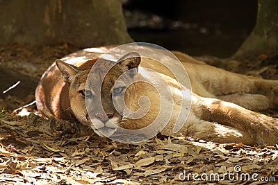 Florida Panther Stock Photo