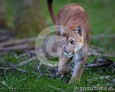 Florida Panther, puma, or cougar, walks through the brush as it stalks its prey Stock Photo