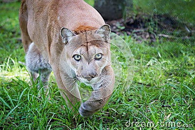 Florida panther walks through high grass with green eyes Stock Photo