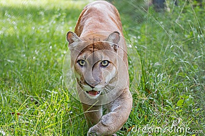 Florida Panther walks through high grass Stock Photo