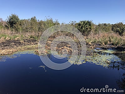 Florida Paynes Prairie During Winter I Stock Photo