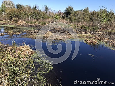 Florida Paynes Prairie During Winter Stock Photo