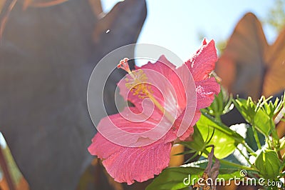 Florida Pink Hibiscus flower Stock Photo