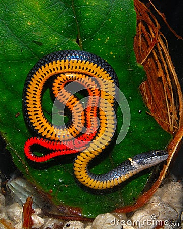 Florida Ringneck Snake Stock Photo