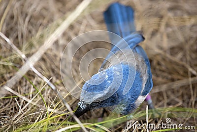 Florida Scrub Jay foraging Stock Photo