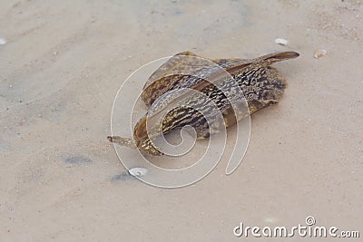 Florida Sea Hare Stock Photo