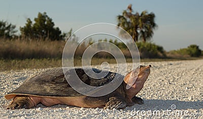 Florida Softshell Turlte Stock Photo