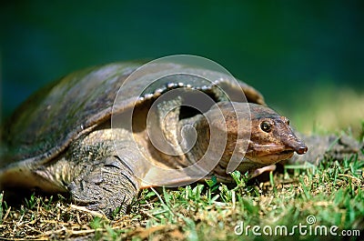 Florida Softshell Turtle Stock Photo