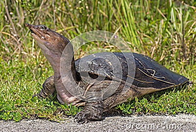 Florida Softshell Turtle Stock Photo