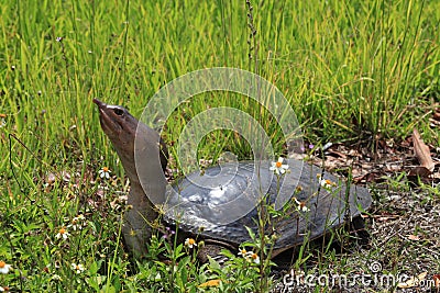 Florida softshell turtle Stock Photo