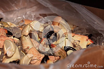 Florida Stone crab Menippe mercenaria steam cooked for lunch Stock Photo