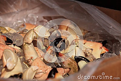 Florida Stone crab Menippe mercenaria steam cooked for lunch Stock Photo