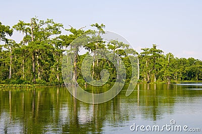 Florida swamp Stock Photo