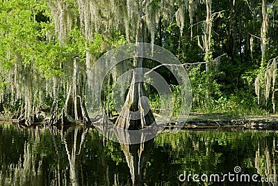 Florida swamp landscape with cypress Stock Photo