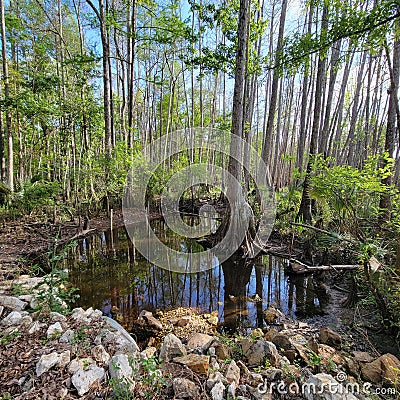 Swampland forest in Florida Stock Photo