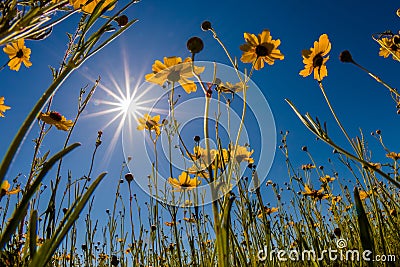 Florida Tickseed in bloom in Myakka River State Park in Sarasota Florida Stock Photo