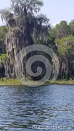 Florida tree moss swamp Stock Photo