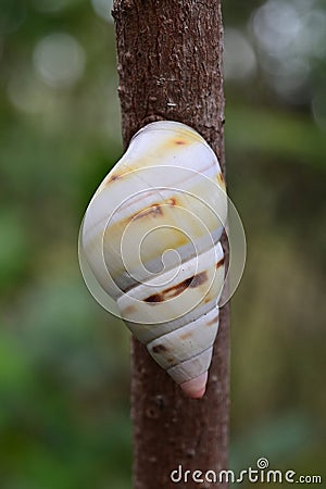Florida Tree Snail - Liguus fasciatus - on Gumbo Limbo Tree - Bursera simaruba. Stock Photo
