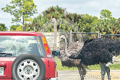 Florida, USA - September 19, 2019: Lion Country Safari drive through park in West Palm Beach Florida. Cars driving near Editorial Stock Photo