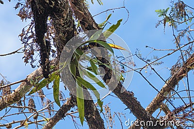 Florida Wild Clamshell Orchid Stock Photo