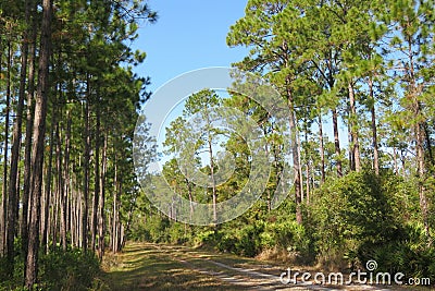 Florida wild forest Stock Photo