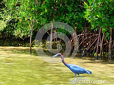 Florida wild life and birds of paradise aka near Boca grande Stock Photo