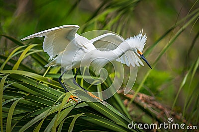 Florida Wildlife Snowy Egret Migratory Bird in St Augustine FL Stock Photo