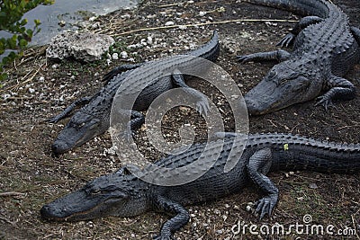 Florida& x27;s Aligator Stock Photo