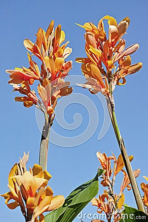 Floriferous cane in blooming Stock Photo