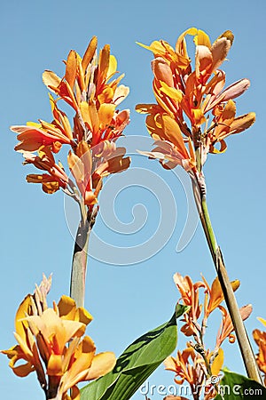 Floriferous cane Stock Photo