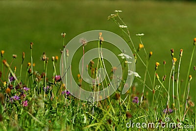 Floriferous meadow Stock Photo