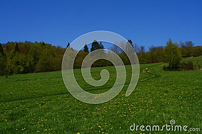 Floriferous meadow Stock Photo