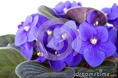 Floriferous violet on the white background Stock Photo