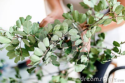 Florist collects eucalyptus branches in the composition Stock Photo