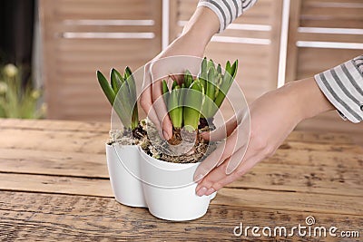 Florist with potted hyacinth plants at wooden table, closeup Stock Photo