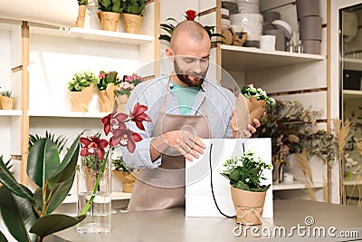 Florist putting beautiful potted plant into paper bag Stock Photo