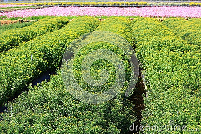 Florist's Daisy or Chrysanthemum Flowers growing in the plantation Stock Photo