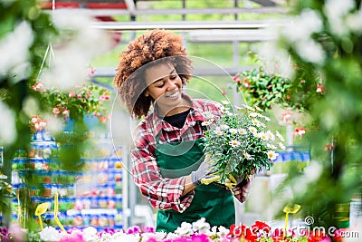 Florist smiling while holding a beautiful potted daisy flower plant Stock Photo