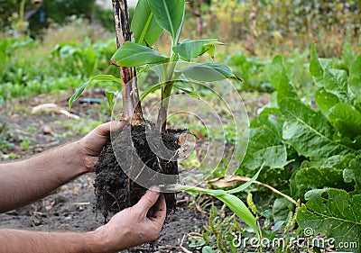 Florist Transplant Small Banana Tree. Stock Photo