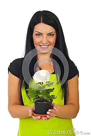 Florist woman holdng white chrysanthemum Stock Photo