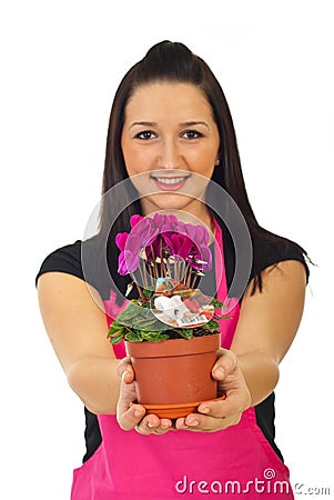 Florist woman offering cyclamen Stock Photo