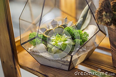 Floristic composition of a variety of succulents in a Glass terrarium florarium Stock Photo