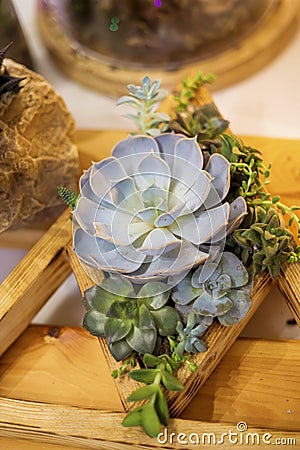 Floristic composition of a variety of succulents in a wooden box pot Stock Photo