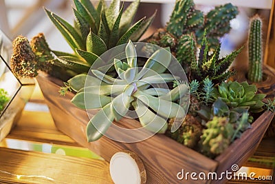 Floristic composition of a variety of succulents in a wooden box pot Stock Photo