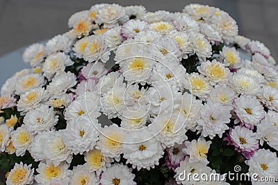 Florists Daisy Chrysanthemum morifolium in garden Stock Photo