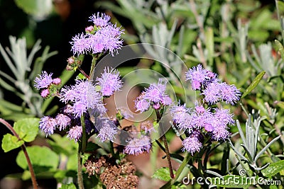 Floss flower or Ageratum houstonianum annual plant with softly hairy stems and fuzzy tufted blue to violet flowers on garden veget Stock Photo